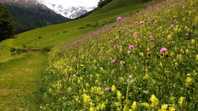 Bunte Blumenwiesen im Südtirol-Urlaub.© Tonzhaus